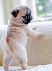 Stunning Pug puppies for ready to go