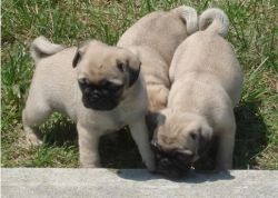 Stunning Pug puppies aavailable