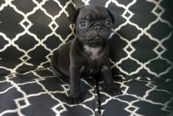Pug puppies for sale to loving homes