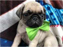 free pug ready for a new home