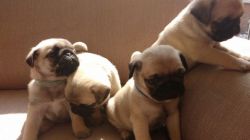 2 Pug Puppies Left! Ready Now!
