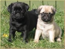 Cute Black and fawn Pug puppies