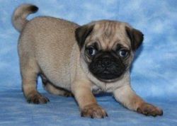 Black and fawn Pug Puppies ready now