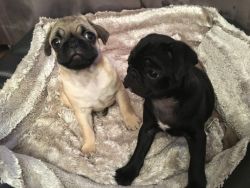 **adorable Male Pug Puppy