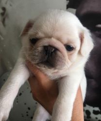 Adorable Pug Puppies available