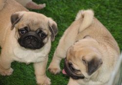 Well Socialized Pug Puppies.