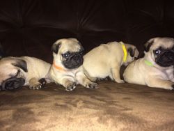 Kc Registered, Fawn Pug Puppies 4 Chunky Boys