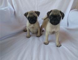 ACK Registered Lovely Pug Puppies for good homes.