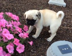 Gorgeous little Boys and girls Pug Puppies