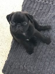 Two Lovely Pug Puppies For Sale