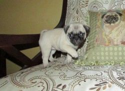 Healthy Fawn/Black Pug Puppies Available