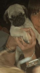 Kc Reg Proven White Pug For Stud Duties
