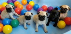 Beautiful Pug puppies for sale