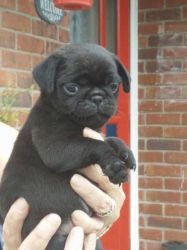 Beautiful Chunky Kc Registered Pug Puppies