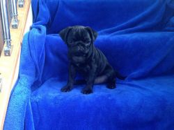 Quality Pug Puppies Ready Now **reduced**