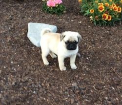 Healthy Pug Puppies For Sale male and female