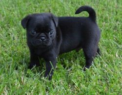 Sweet and loving Pug Puppies For Sale