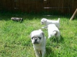 Stunning Beautiful Show Quality Pugs For Sale