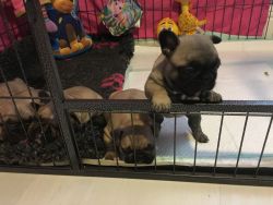 Pug Puppies for Re-Homing