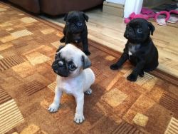 3 Pug Puppies For Sale !