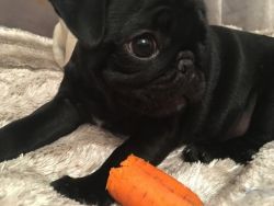 Outstanding Kc Reg Black Pug Puppies For Sale