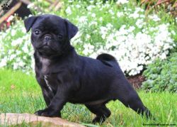 Lovely Pug Puppy