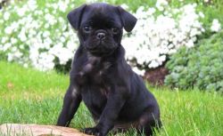 pug puppies love play with kids