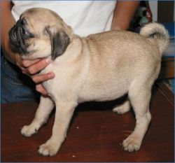 Adorable Pug Puppies Available For Family Homes