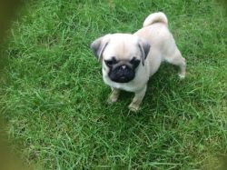 3/4 Pug 1/4 Jack Russell Jugs Reduced Only 4 Left