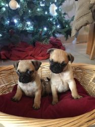 Pugs for sale.