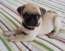 Sweet & playful Pug Puppies For Sale