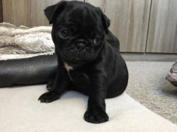 1 Outstanding Female Pug Puppy Left