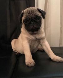 Adorable Pug puppies for sale