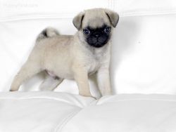 Beautiful Pug Puppies For Sale