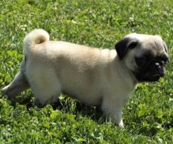 AKC Pug Puppies For Sale