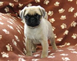 Adorable Pug puppies ready for Sale