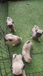 Outstanding Kc Reg Pug Puppies