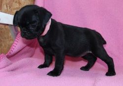 AKC Pug Puppies 2 males and 2 females