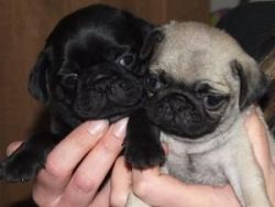 pug Puppies (male & female)-call(xxx) xxx-xxx8