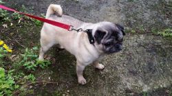 pug puppies for adoption , rehoming and for sale