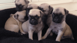 AKC Registered Pug Puppies For Sale
