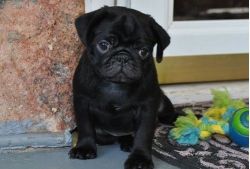 Available Fawn/Black Pug puppies for sale