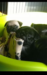 Black And Fawn Kc Registered Pug Puppies