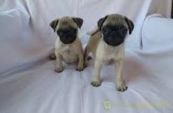 well brought up female and male pugs for a new home