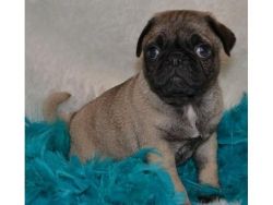 Adorable Pug puppies availabl