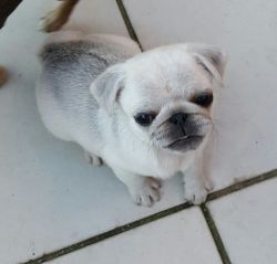 Kc Registered Chinchilla Pug Females Ready Now Share Tweet +1 Pin it