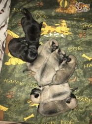 *gorgeous Kc Registered Pug Puppies*FOR SALE