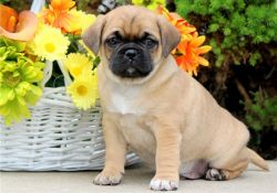 joyful bringer pug puppies for sale