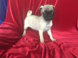 Sweet male and female Pug puppies available