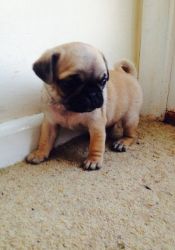 Cute Male and Female Pug puppies